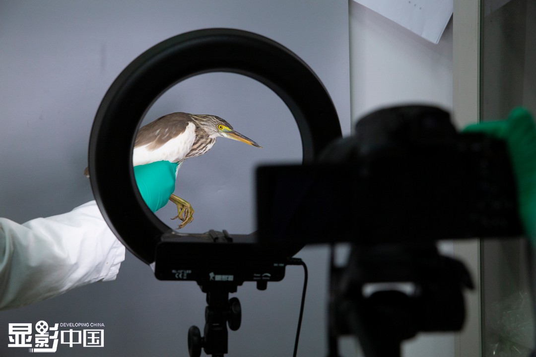 自1999年起到现在，南涧凤凰山鸟类环志站已连续开展候鸟环志23年，为我国野生候鸟监测研究保护工作提供了大量的数据资料。图为鸟类环志工作者为池鹭拍照（9月27日摄）。新华网 赵普凡 摄