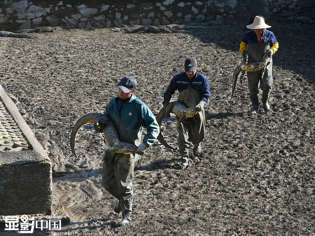 随着天气渐冷，自11月15日开始，扬子鳄保护区便开始着手扬子鳄转场。扬子鳄身长均在1米至2米内，体重约30斤至60斤。图为工作人员搬运饲养池中的扬子鳄。