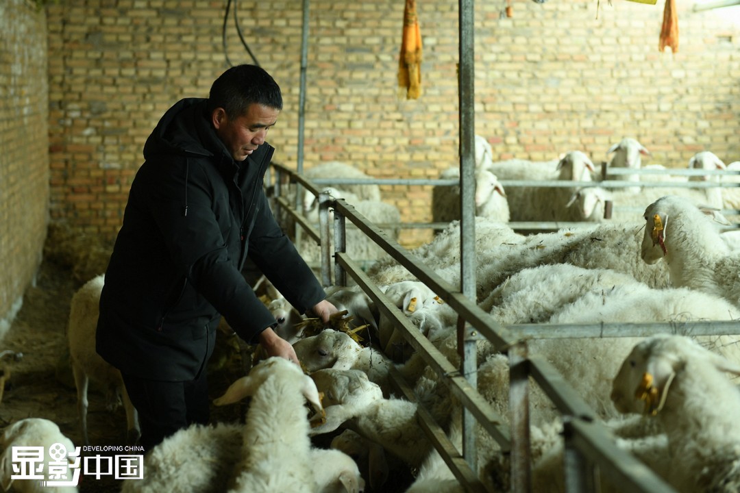 在创造经济效益的同时，薛有忠还不忘帮助村里解决困难和问题。2020年，他主动申请将村集体经济养殖的羊托管到自己的牧场里。经过一年时间，羊群数量已经从最初的53只增长到了100多只。图为薛有忠正在羊圈里喂羊。新华网 卡娅梅朵摄