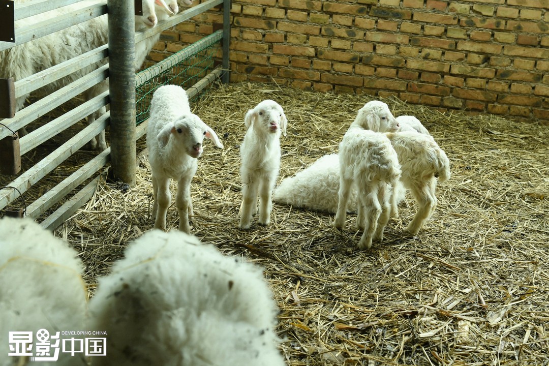 “等母羊下了崽，新繁育出来的小羊数量越来越多，也能算合作社里的收益。”薛有忠说。在薛有忠和社员们的悉心照料下，小羊们茁壮成长。新华网 卡娅梅朵摄