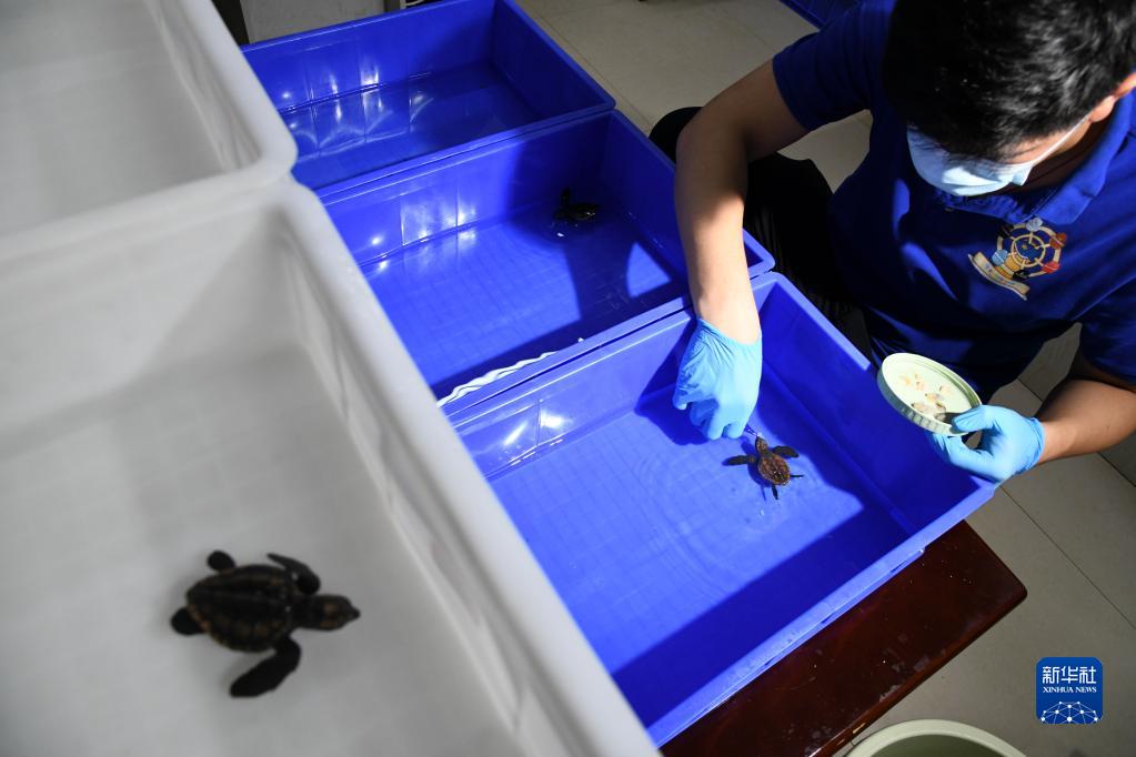 出壳！国家一级保护动物蠵龟在青岛首次人工孵化成功