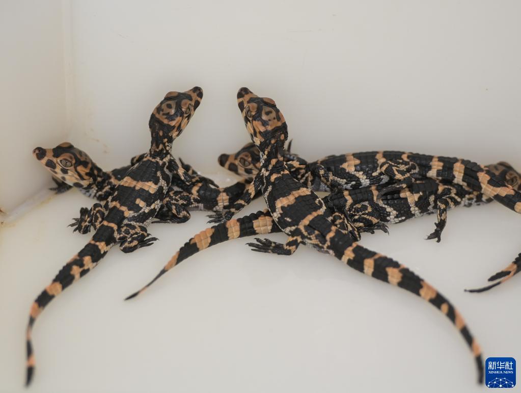 安徽：扬子鳄陆续破壳