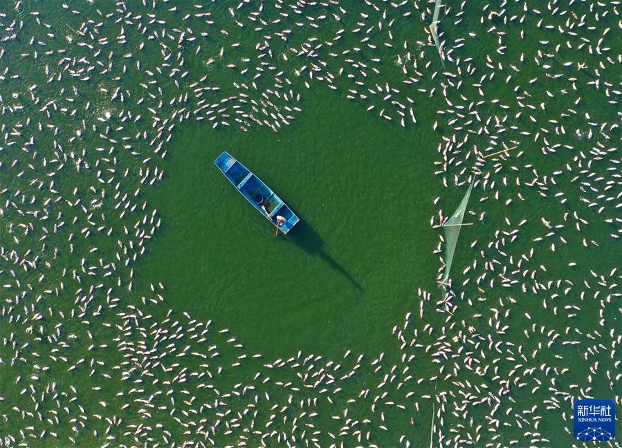 #（镜观中国&middot;新华社国内新闻照片一周精选）（8）禽蛋&ldquo;孵出&rdquo;幸福生活