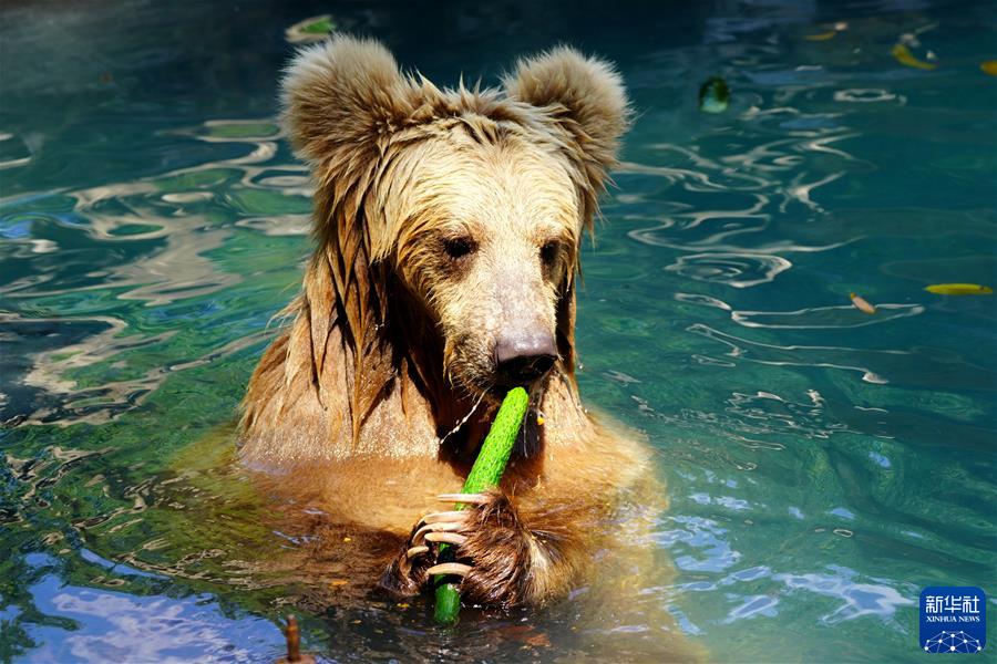 (镜观中国·新华社国内新闻照片一周精选)(18)“秋老虎”发威 动物“纳凉”消暑