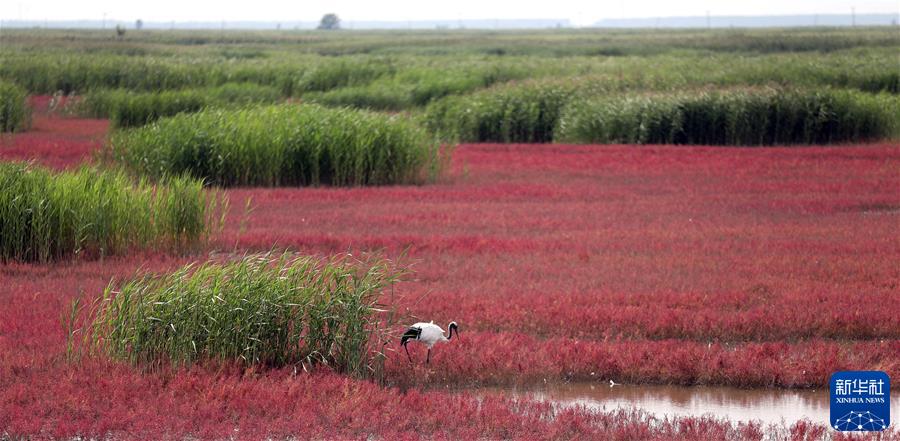（镜观中国&middot;新华社国内新闻照片一周精选）（20）辽河生态蝶变