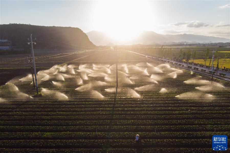 （镜观中国&middot;新华社国内新闻照片一周精选）（16）浇灌蔬菜
