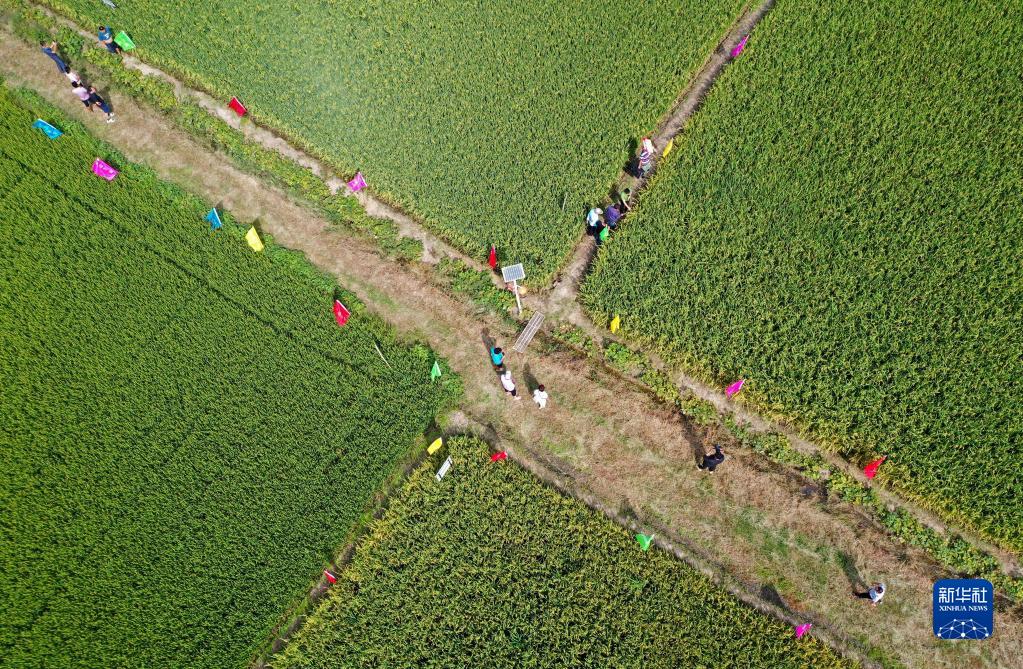 安徽全椒：“看禾选种”促进农业增产增效