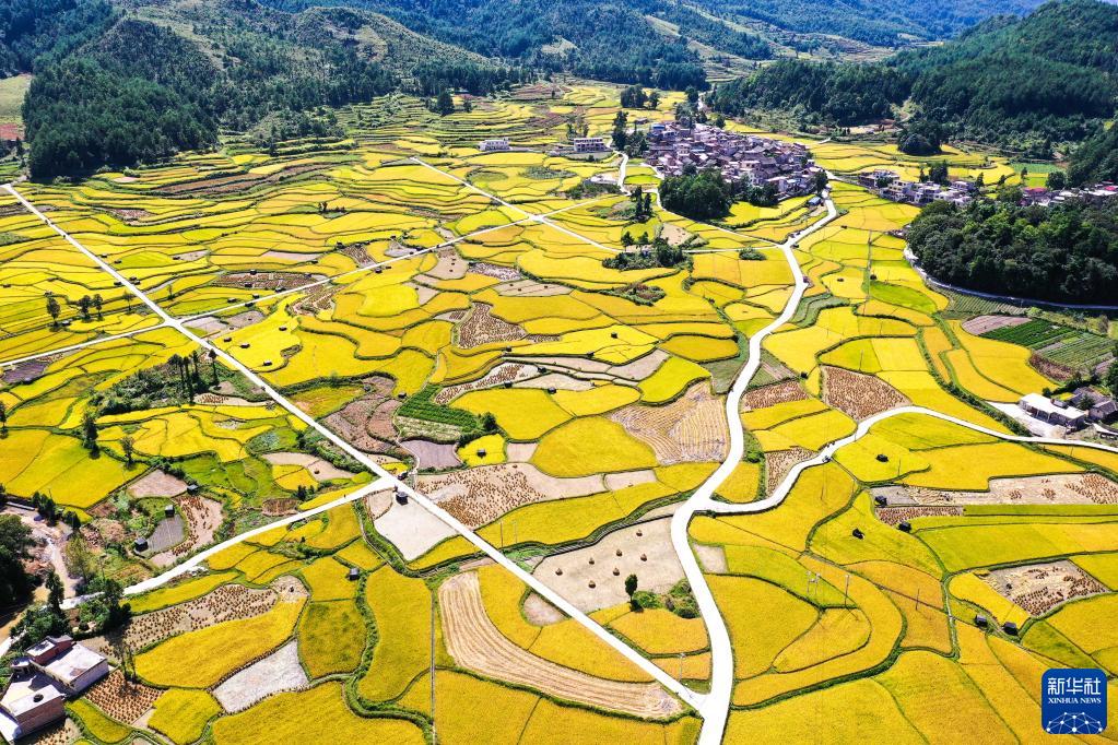 贵州：丰收的田野