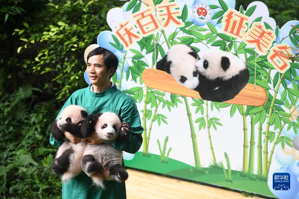 重庆动物园举行大熊猫双胞胎满百天征名活动 健康状况良好