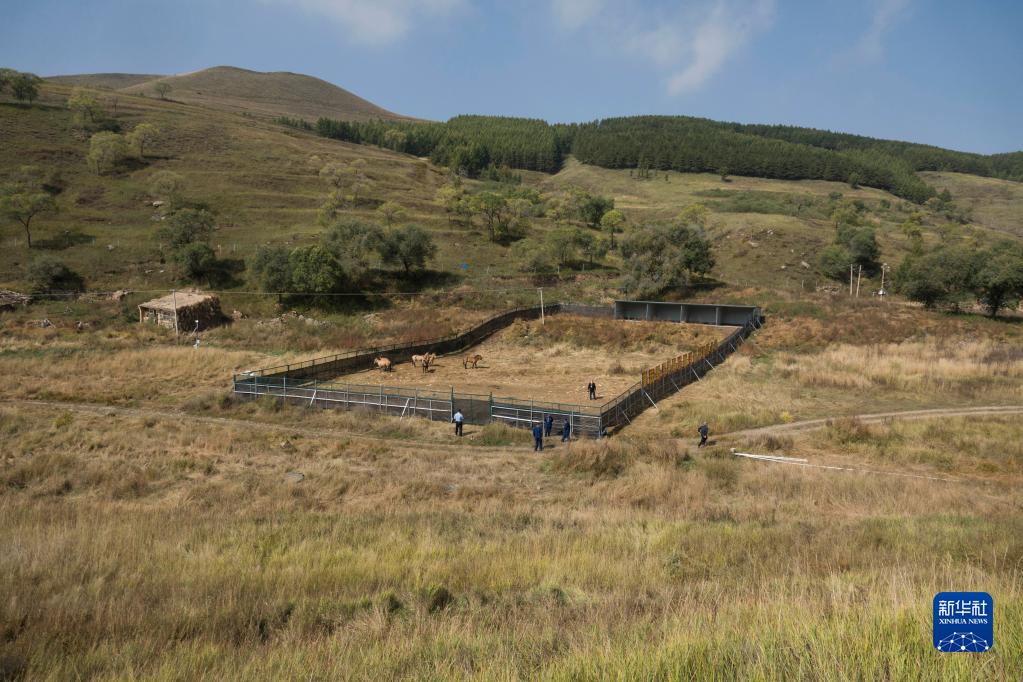 内蒙古进行普氏野马野化放归自然活动 共12匹
