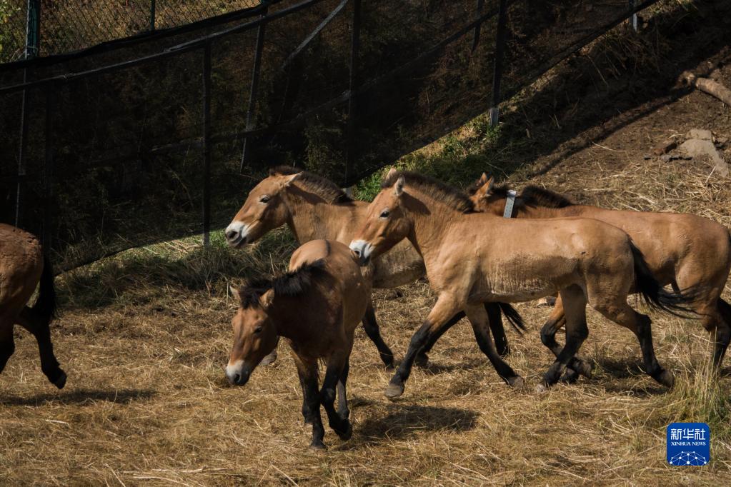 内蒙古进行普氏野马野化放归自然活动 共12匹