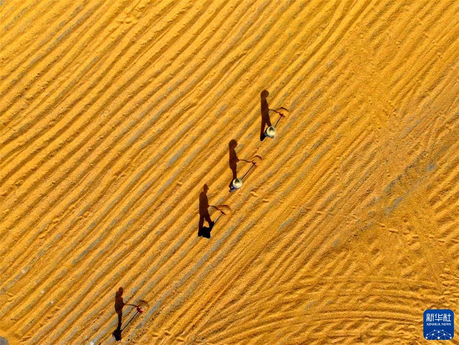 （镜观中国&middot;新华社国内新闻照片一周精选）（14）晾晒玉米