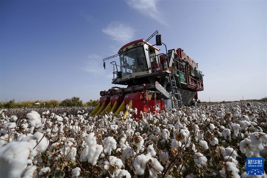 （镜观中国&middot;新华社国内新闻照片一周精选）（6）喜收棉花