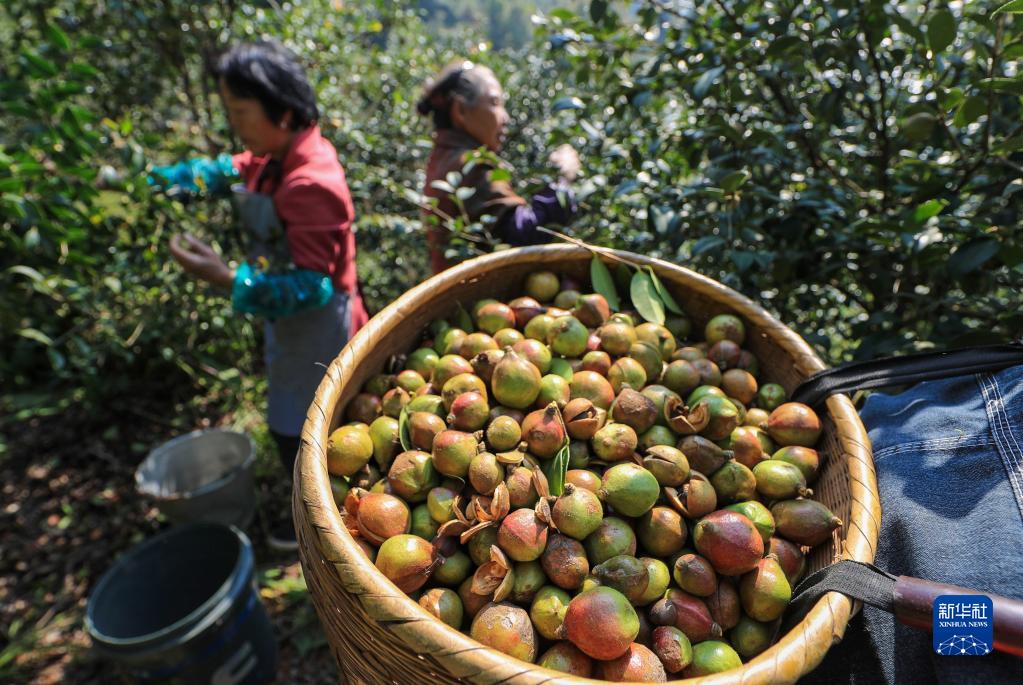 贵州玉屏：油茶迎来丰收季