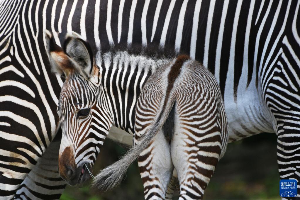 直击：新加坡动物园的新生细纹斑马