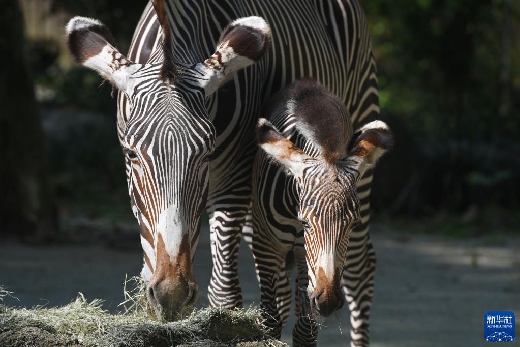 直击：新加坡动物园的新生细纹斑马