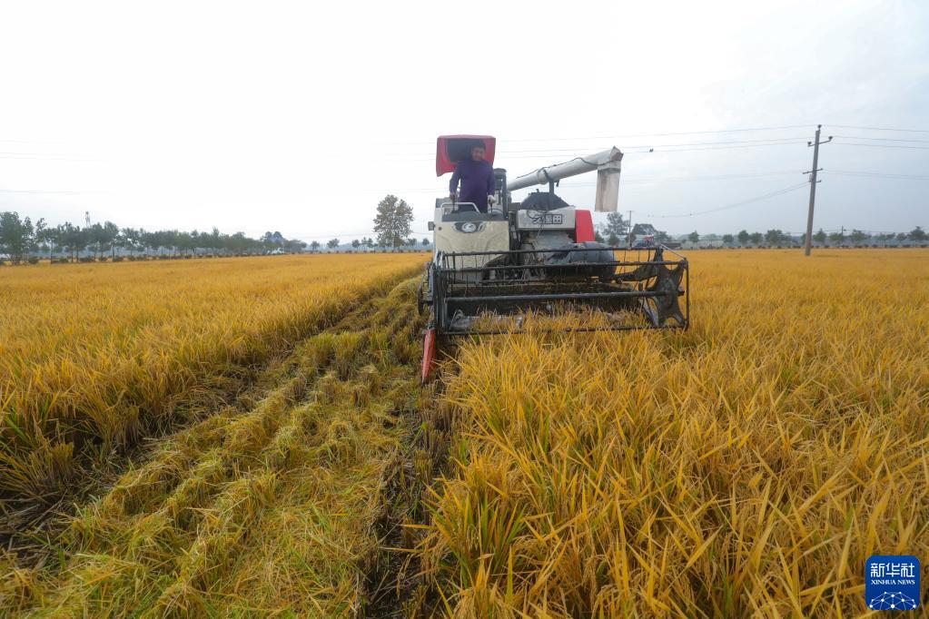 信阳光山：晚稻抢收忙