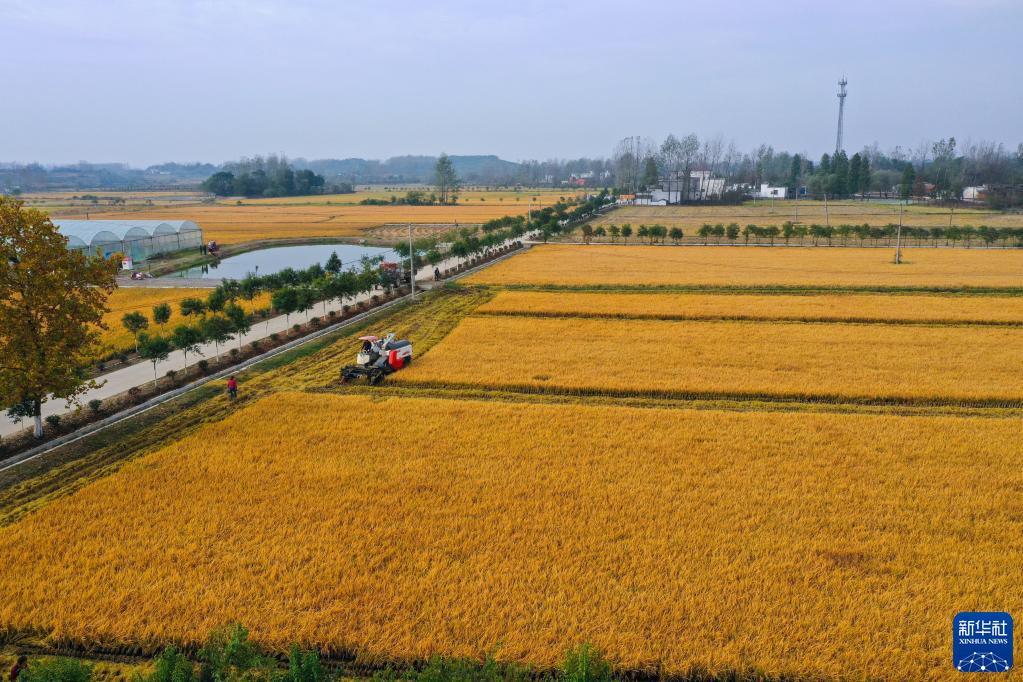 信阳光山：晚稻抢收忙