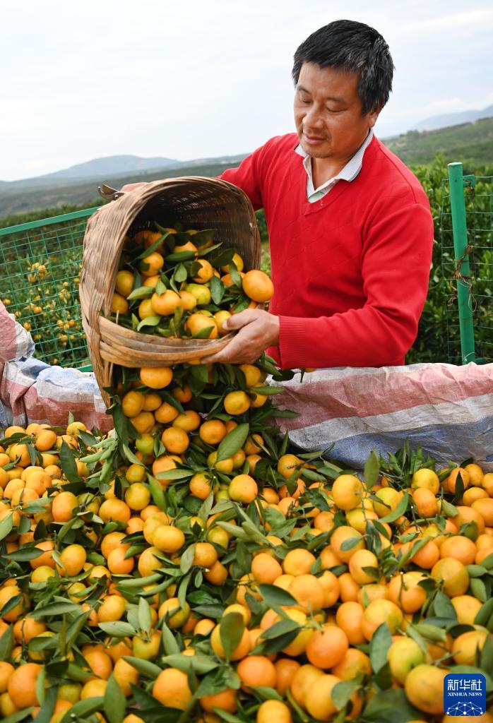 陕西城固：23万亩柑桔喜获丰收