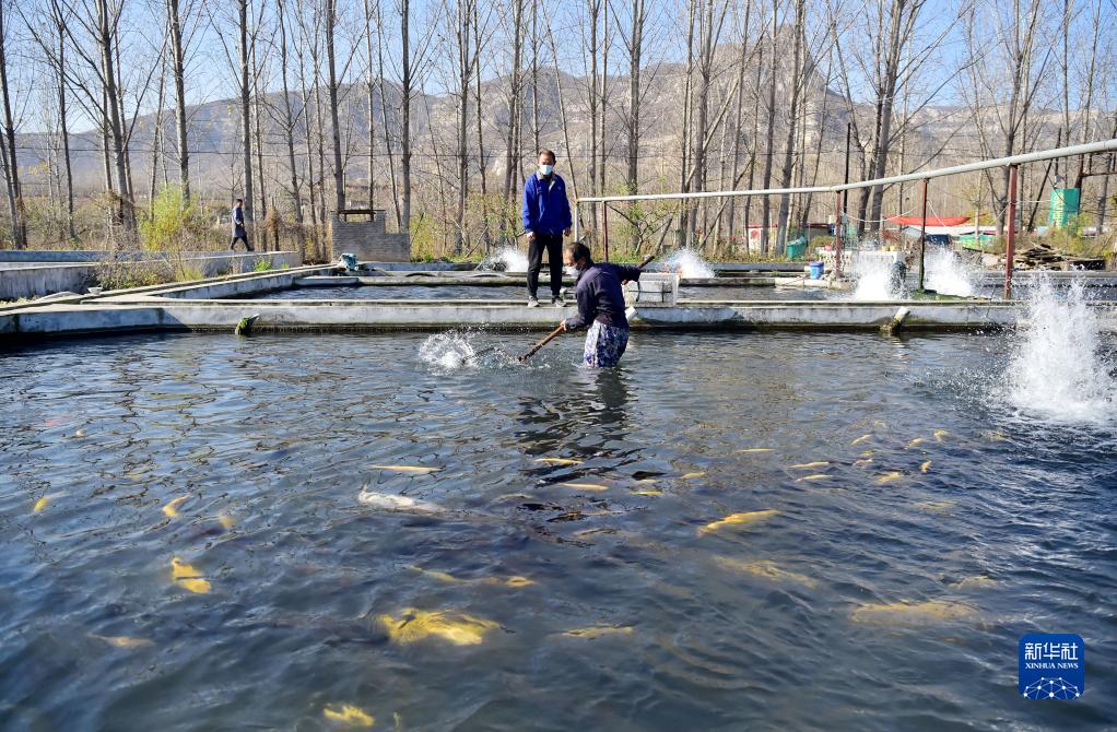 河北井陉：冷水鱼养殖促进农民增收致富