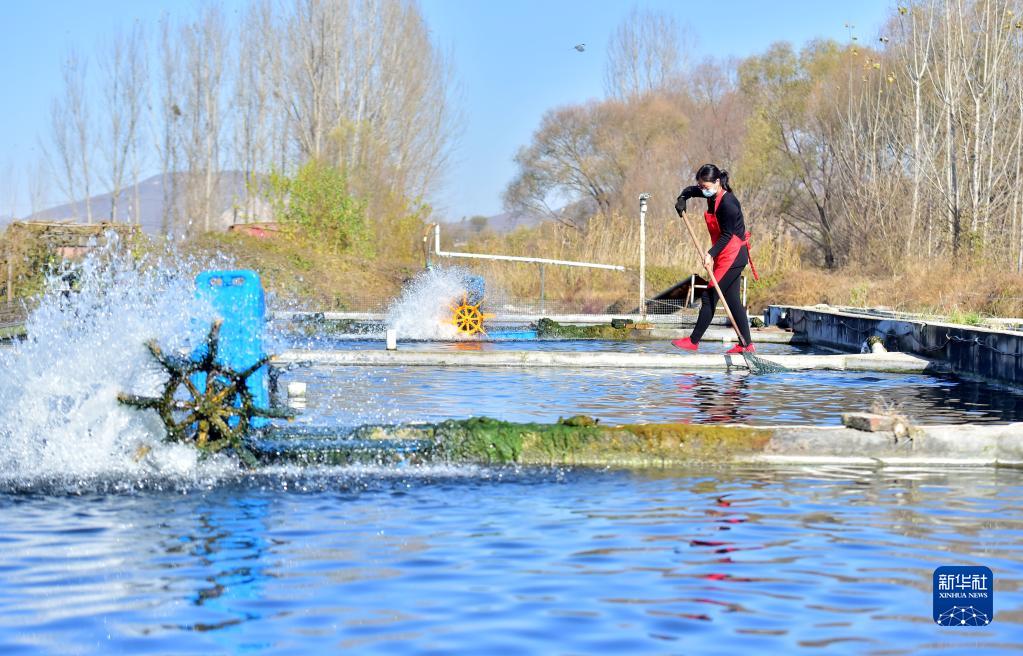 河北井陉：冷水鱼养殖促进农民增收致富