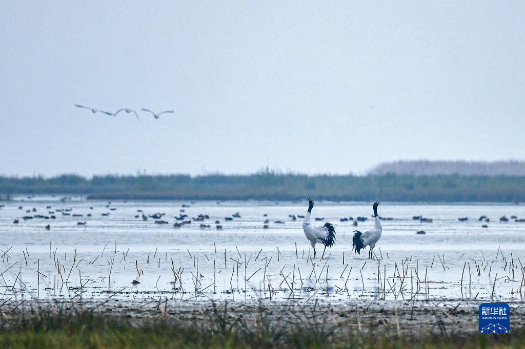 环保：贵州草海迎来越冬黑颈鹤