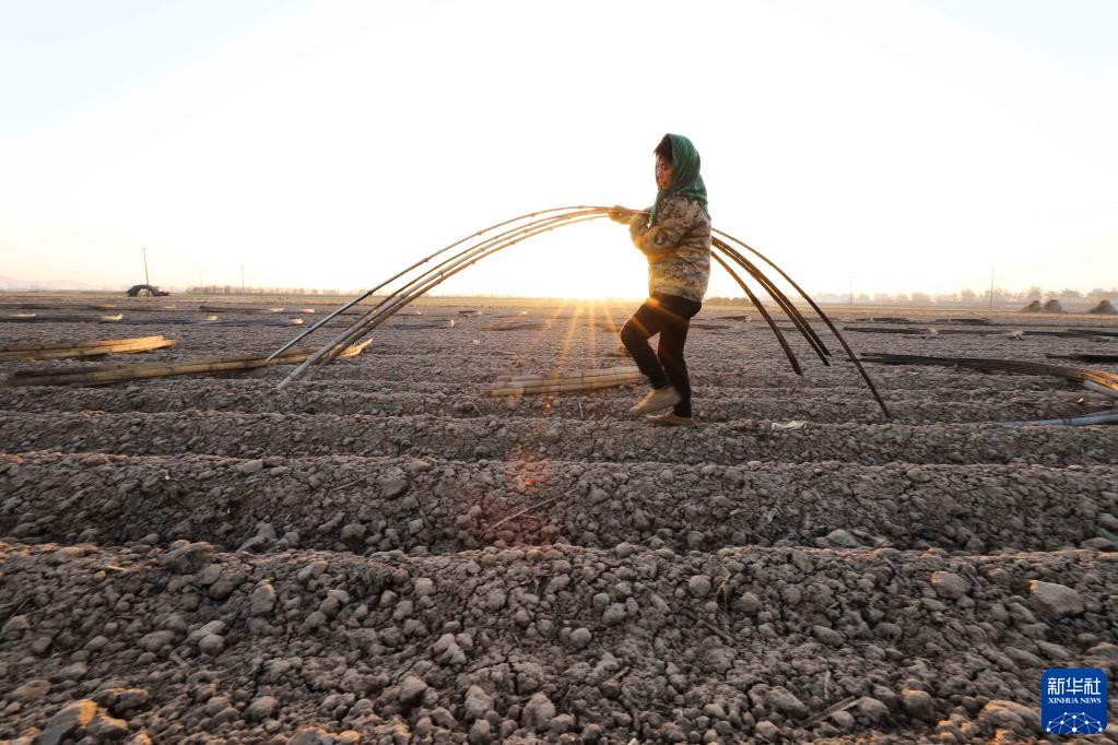 河北玉田：初冬搭建春季马铃薯暖棚忙
