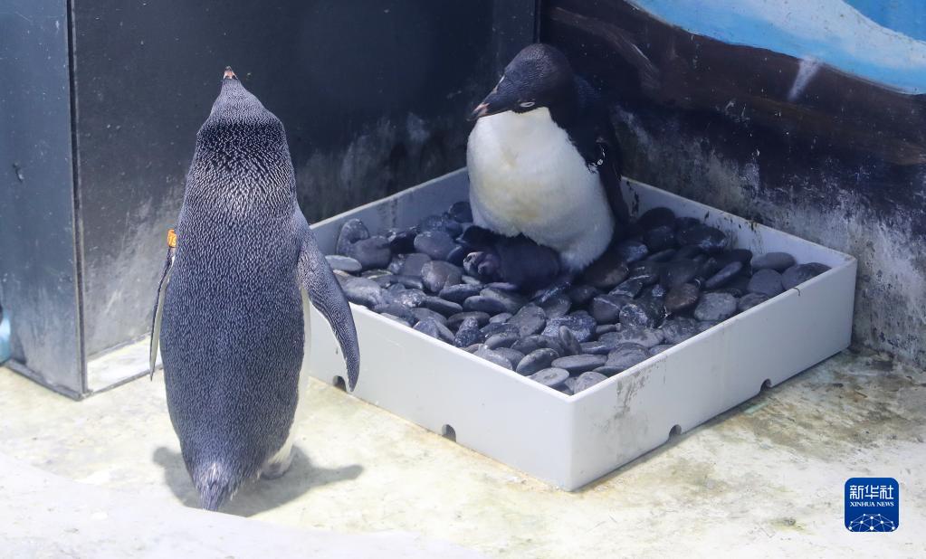 上海海昌海洋公园：阿德利企鹅进入繁殖季