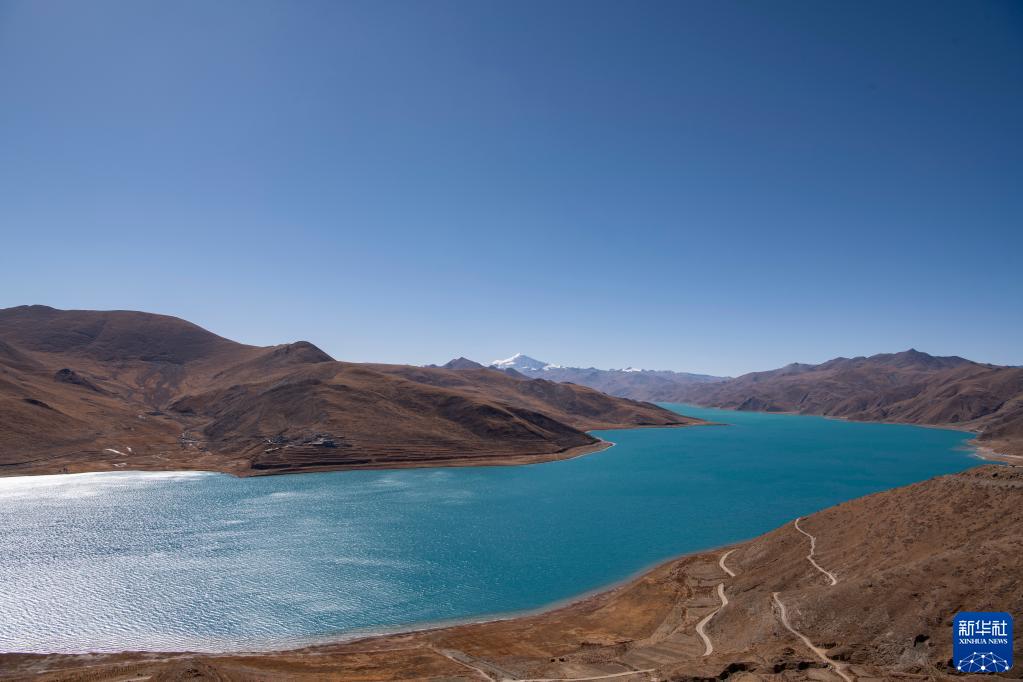 西藏：羊湖野生动物数量逐年增多