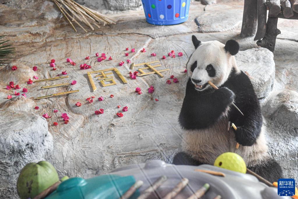 海南海口：庆祝熊猫兄弟登岛三周年