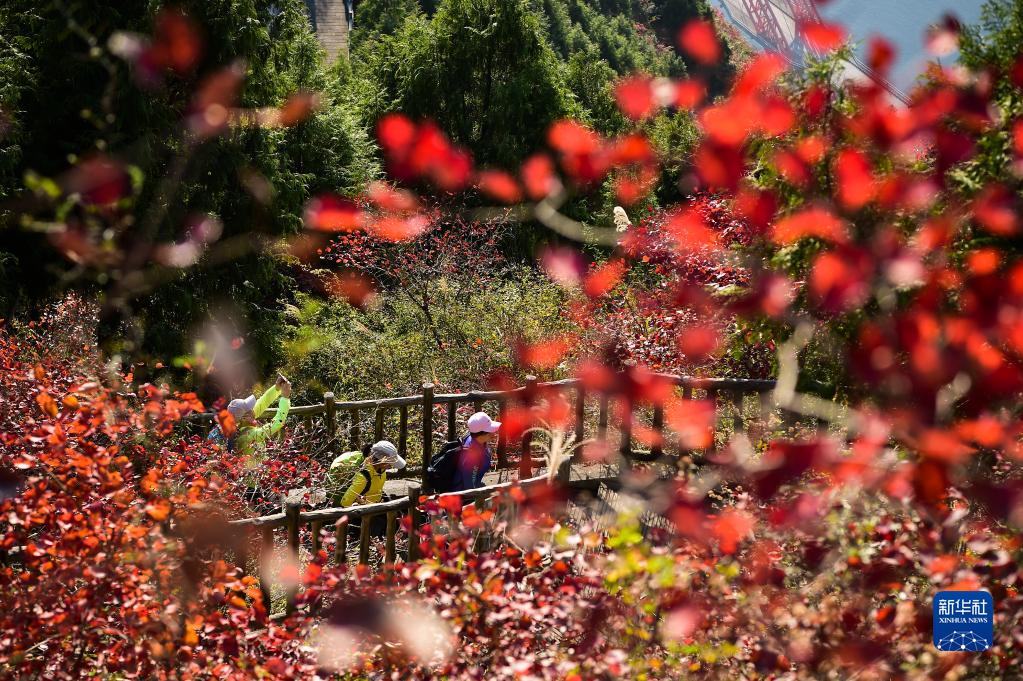 重庆巫山：初冬时节 红叶引客来