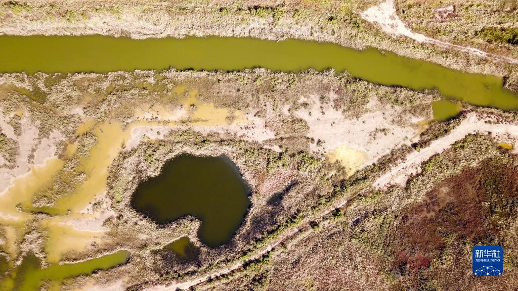 给力！山东黄河三角洲4年修复湿地面积1.88万公顷