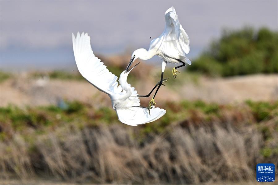 （国际&middot;一周看天下）何故水边双白鹭