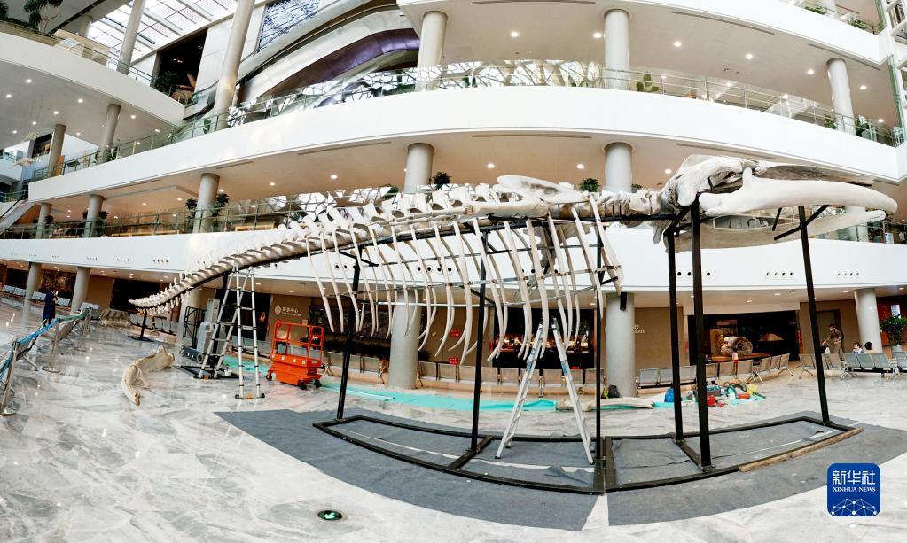 重3吨！长须鲸骨骼标本在上海自然博物馆搭建完成