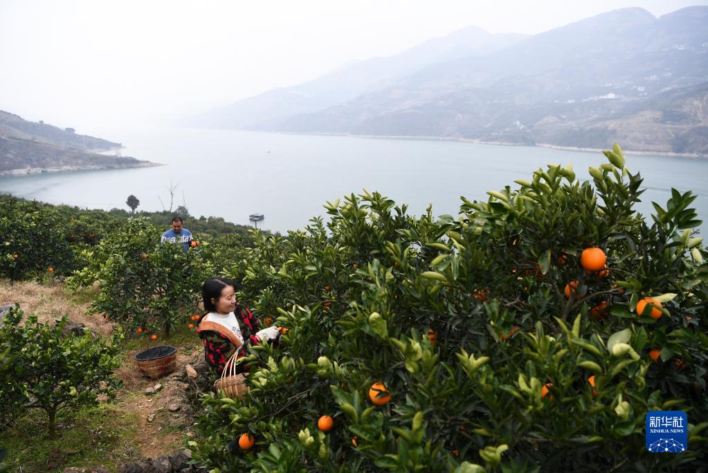重慶奉節臍橙迎豐收 產量預計達40萬噸