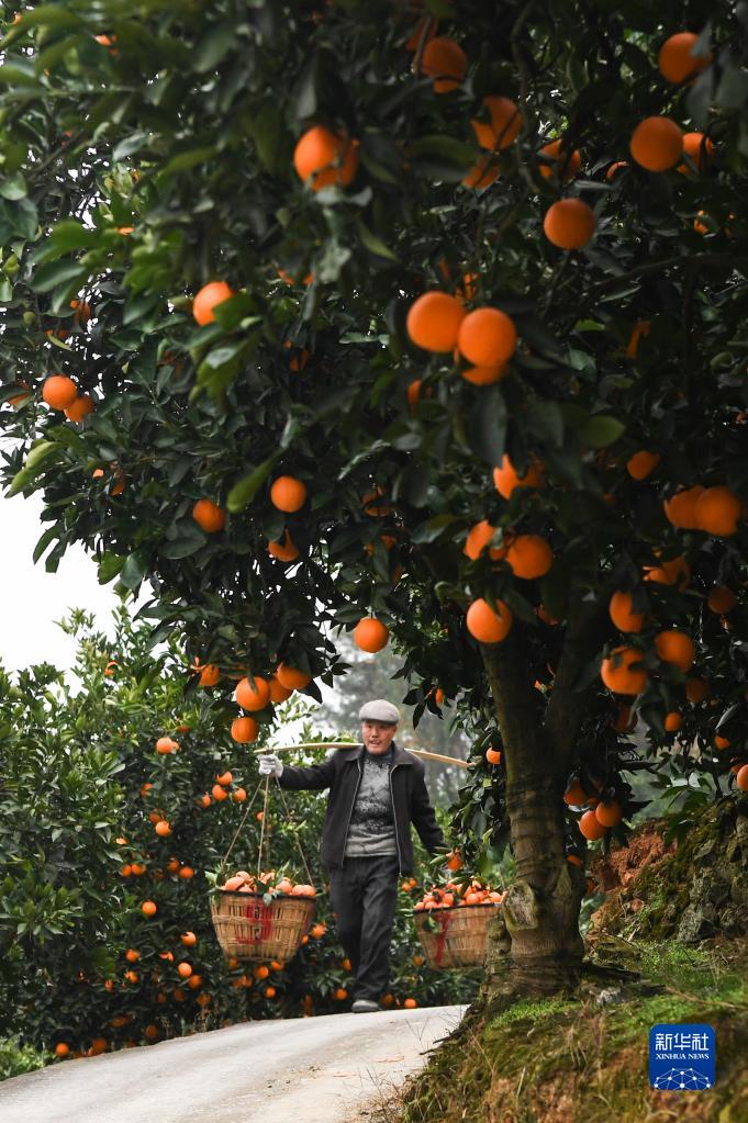 重庆奉节脐橙迎丰收 产量预计达40万吨