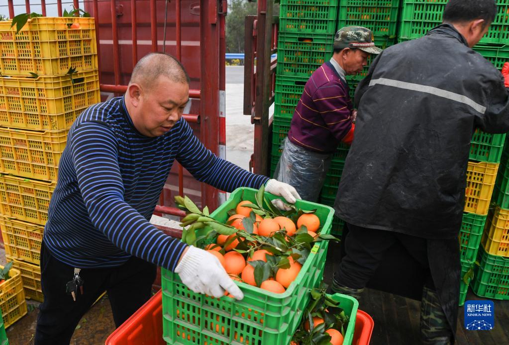 重庆奉节脐橙迎丰收 产量预计达40万吨