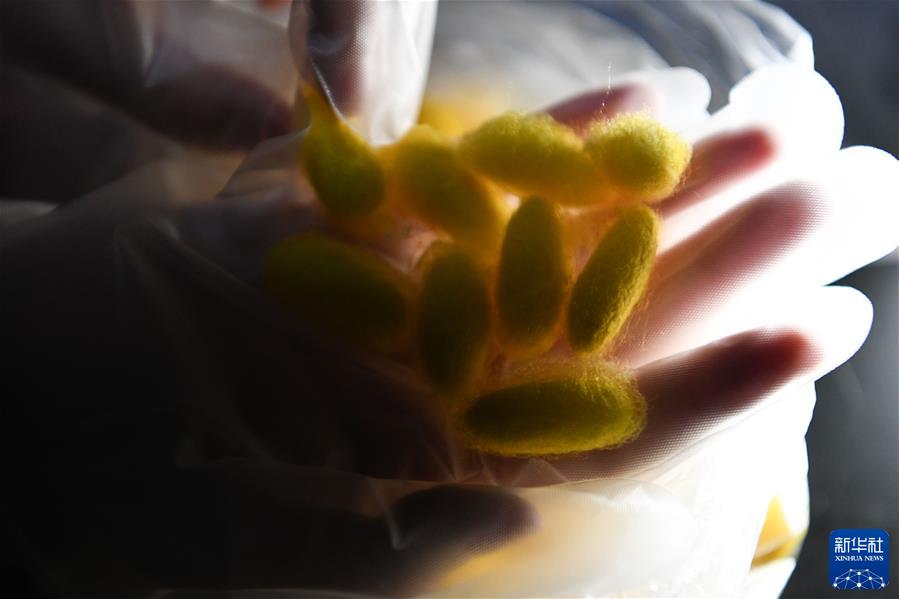 (镜观中国·新华社国内新闻照片一周精选)(2)我和“蚕宝宝”一起过春节