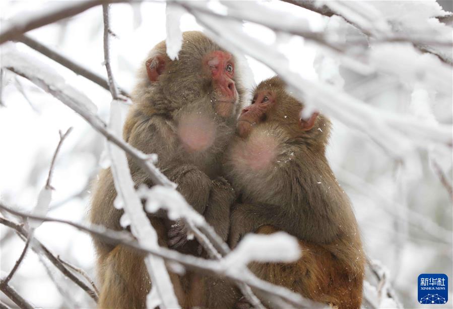 #（镜观中国&middot;新华社国内新闻照片一周精选）（15）雪中猴趣