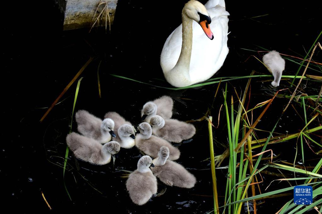 郑州一对野生疣鼻天鹅自然繁育孵化出9只天鹅宝宝 已度过初生危险期