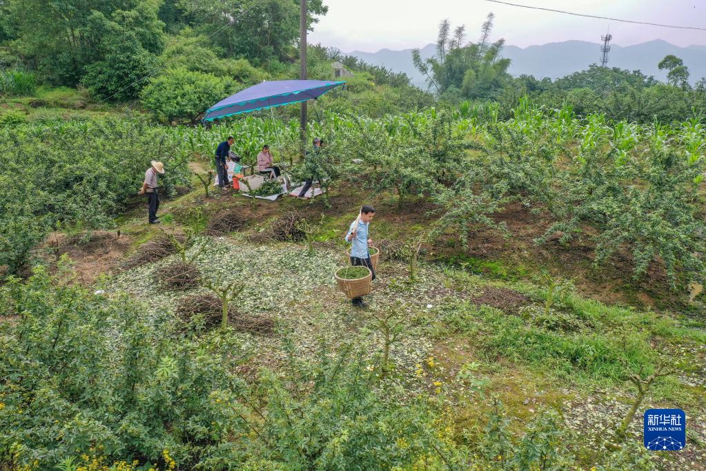 重庆璧山：青花椒产业助力群众增收