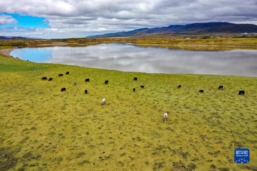 甘肃玛曲：保护草原生态涵养黄河水源