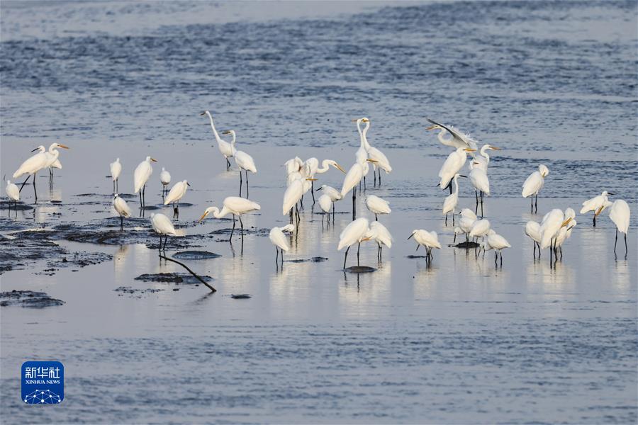 （镜观中国·新华社国内新闻照片一周精选）（2）海口：湿地如画引鸟来