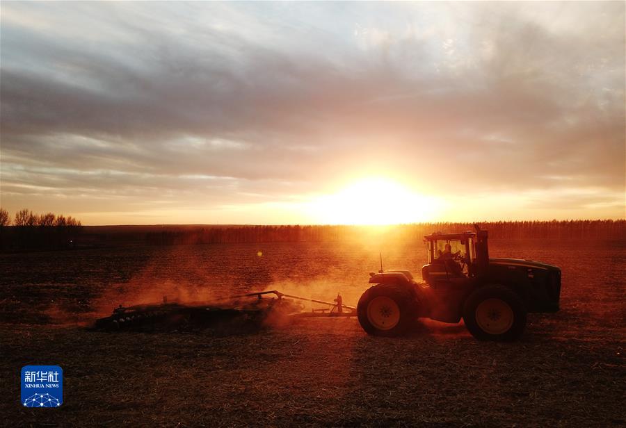 （镜观中国·新华社国内新闻照片一周精选）（11）“北大仓”丰收色彩 