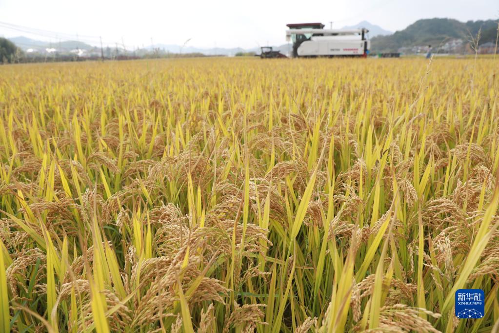水稻丰收收割忙 