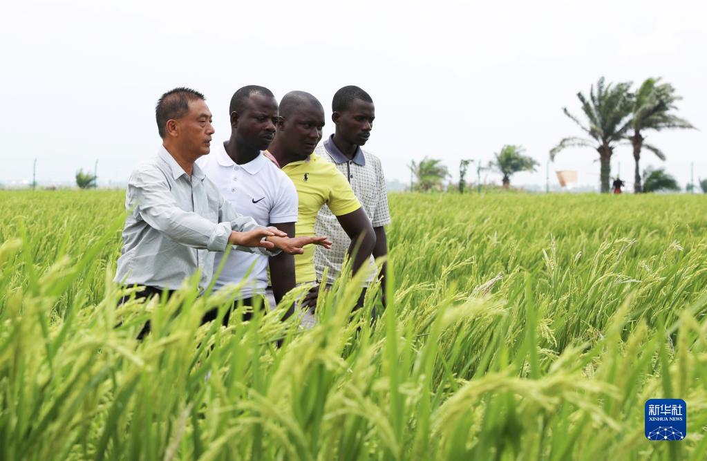 中国技术帮助布隆迪提高水稻产量 