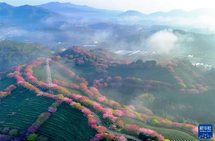 （镜观中国·新华社国内新闻照片一周精选）（5）万亩茶园樱花开