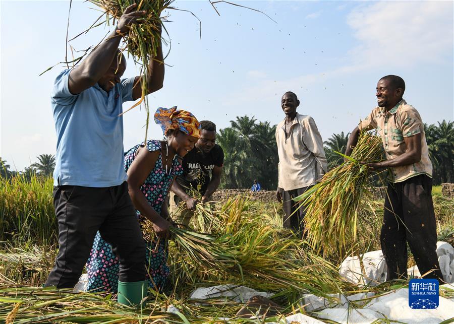 （国际·一周看天下）中国技术助力布隆迪水稻增产