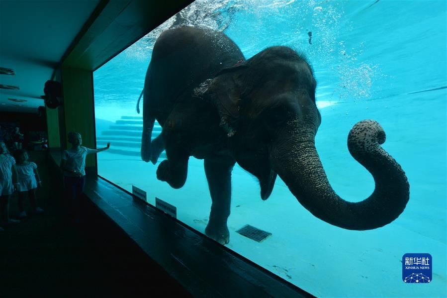 （国际·一周看天下）大象潜水
