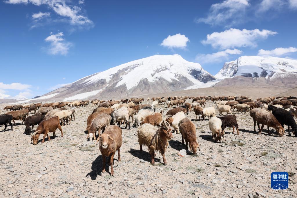 慕士塔格峰下的牧羊人新华网